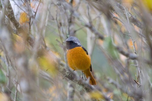 宝登山のジョウビタキ