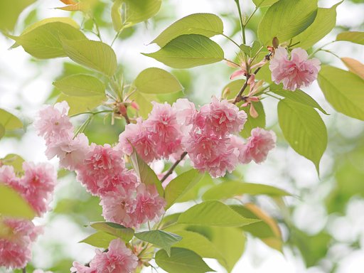 八重の桜３