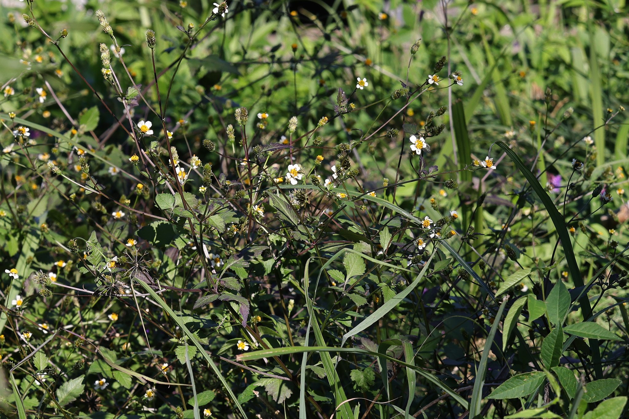 秋の花（その４）シロノセンダングサ