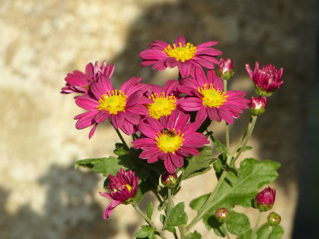 菊4種　　３