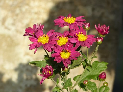 菊4種　　３
