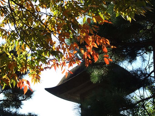 昼下がりの紅葉