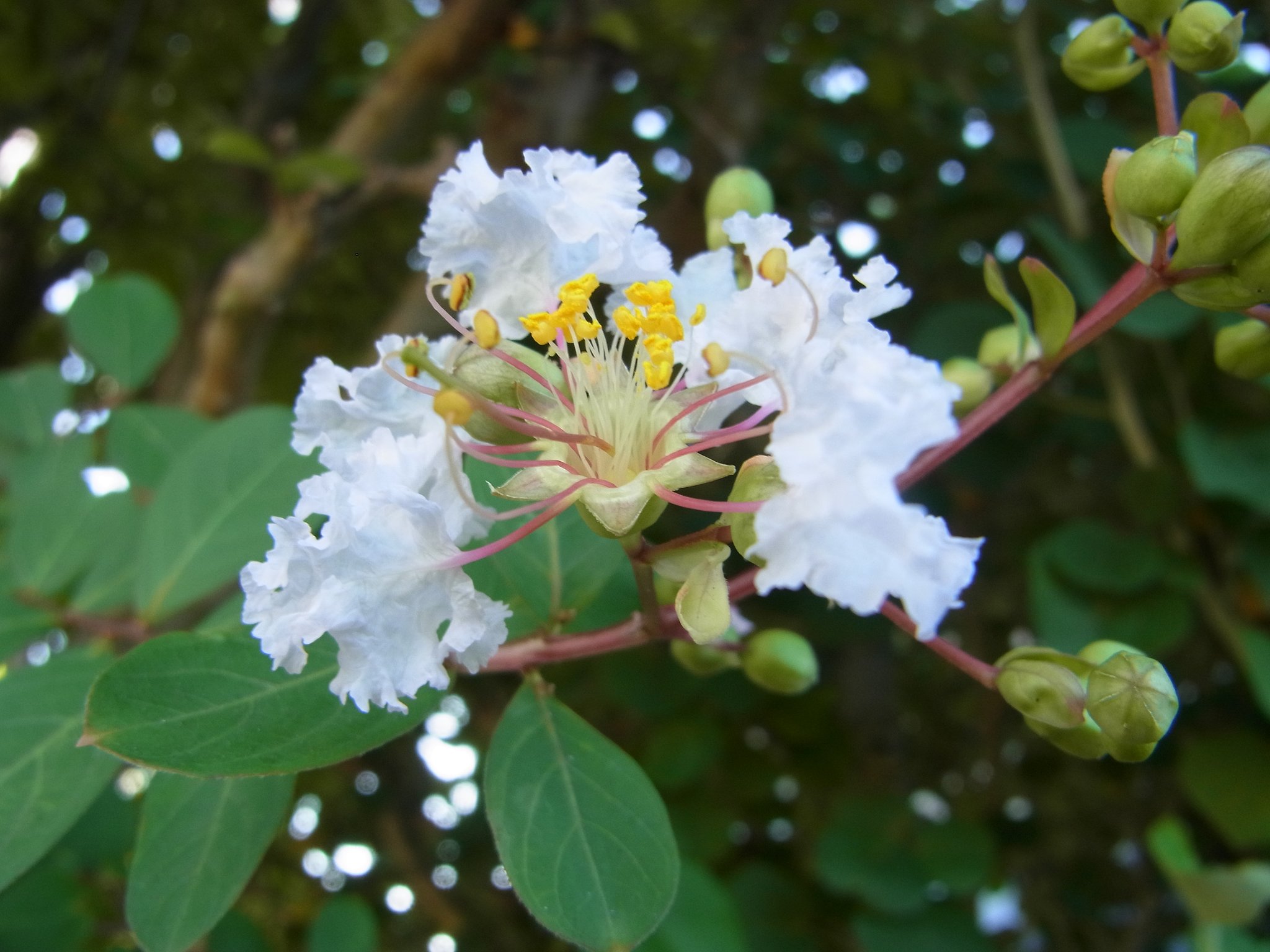 コンデジで百日紅の白花を撮ってみました。