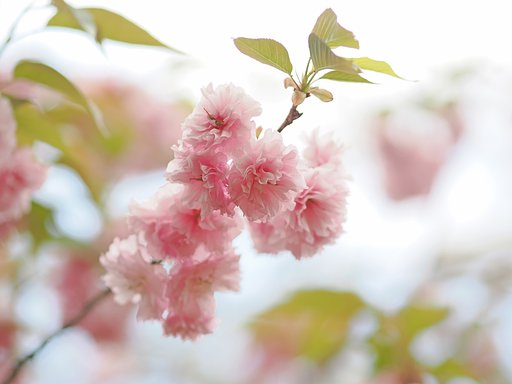 八重の桜５