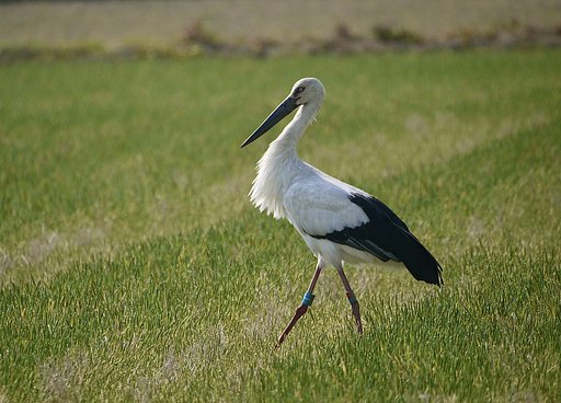 コウノトリ1