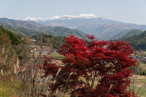 ？段紅葉