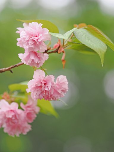 八重の桜４
