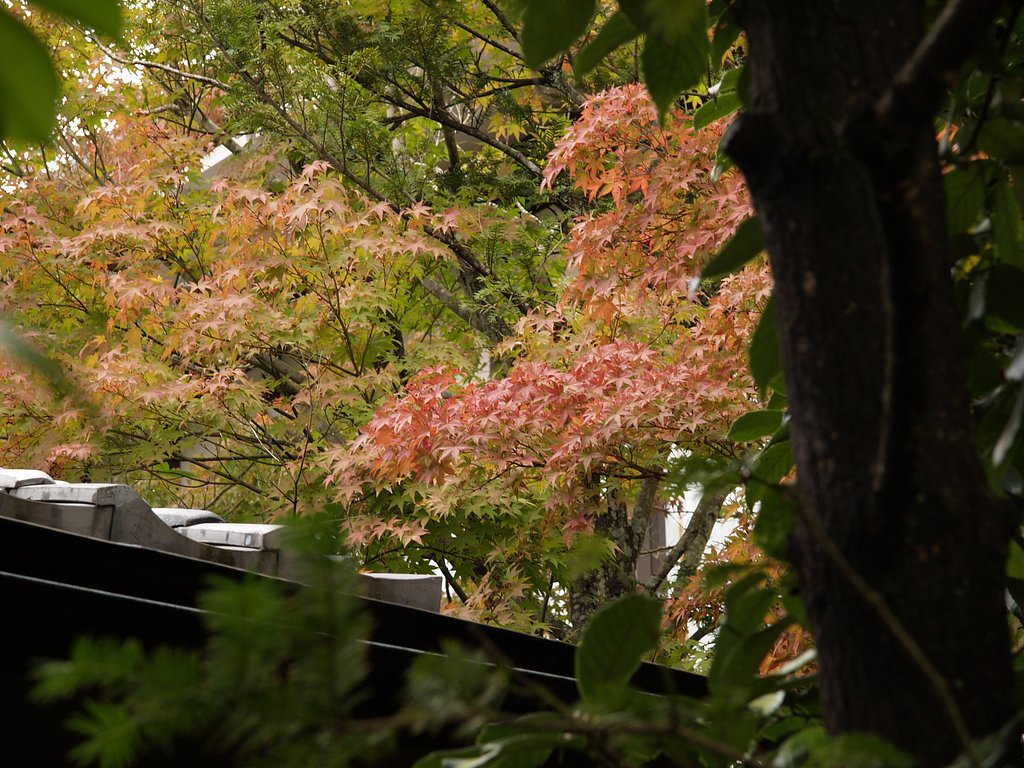 うっすらと紅葉