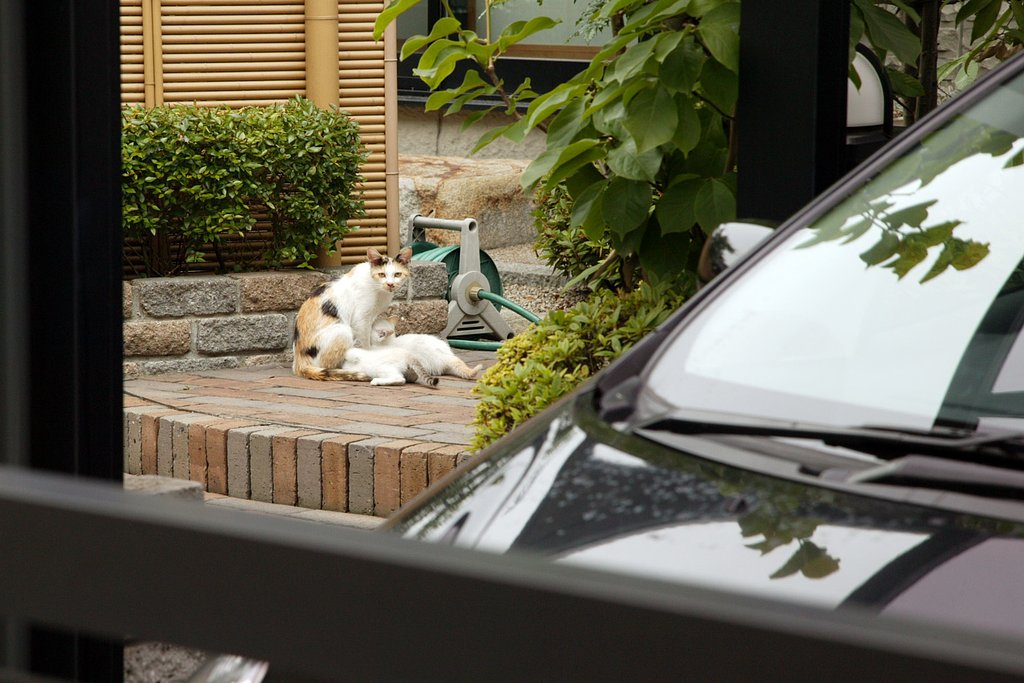 その後の子猫①