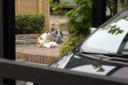 その後の子猫①