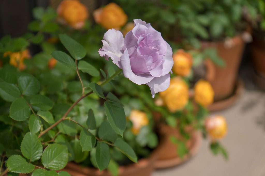 ベランダの薔薇