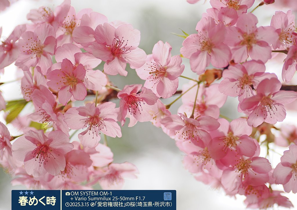 春めく時２