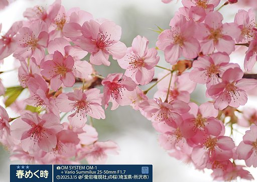 春めく時２