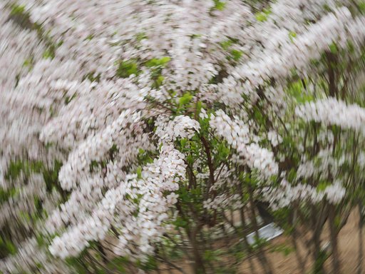公園に行きますと