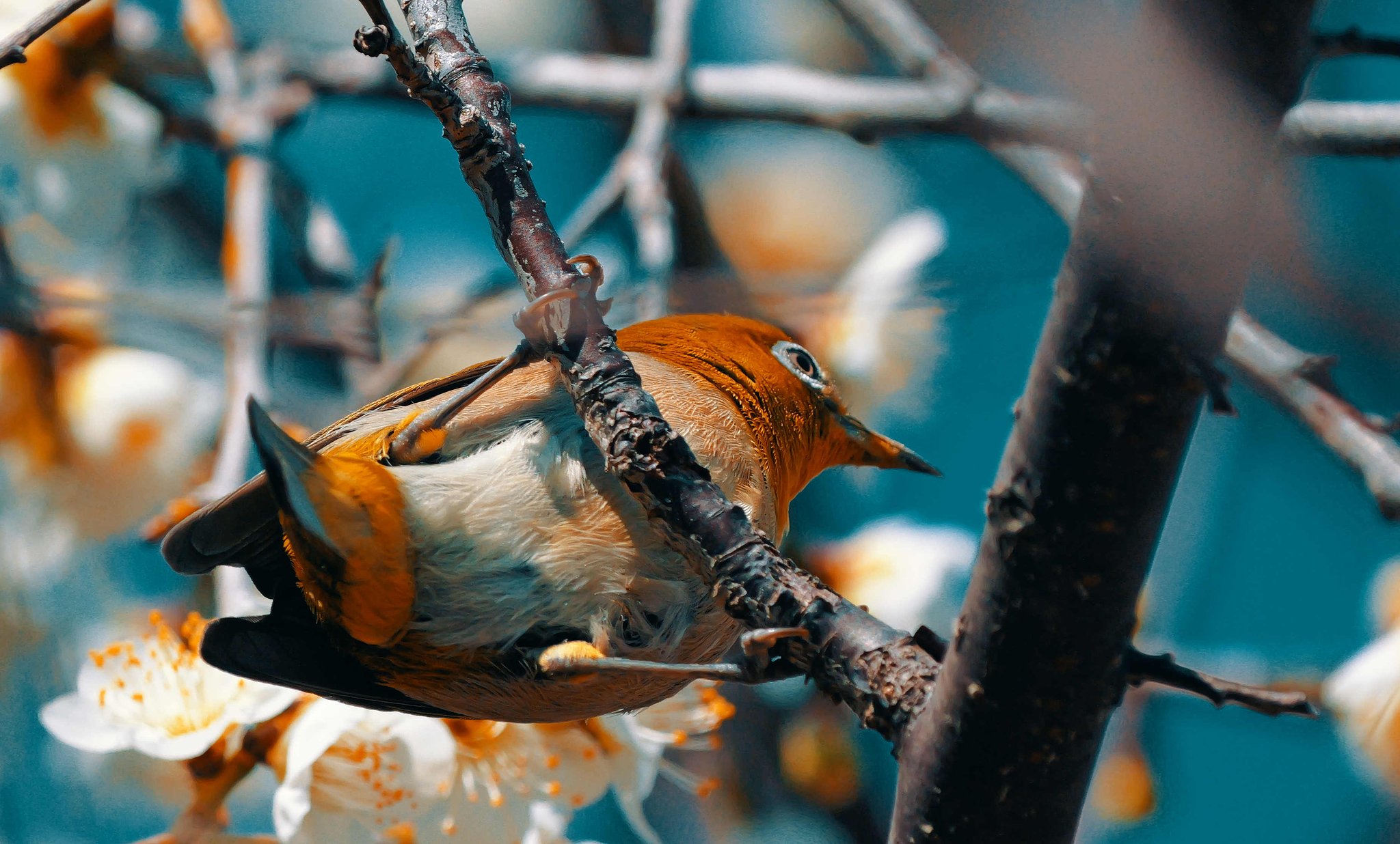 アジアの鳥