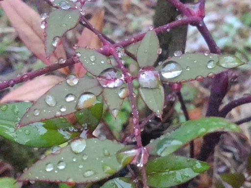 3月19日の写真