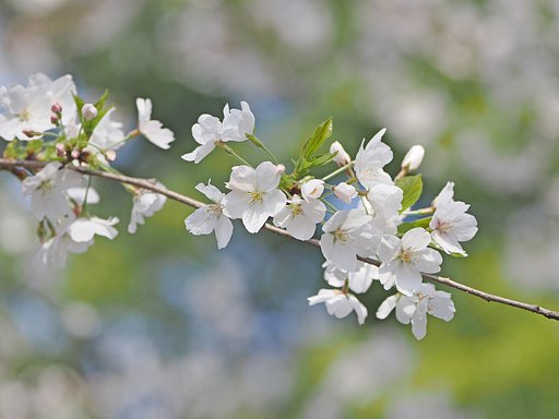 桜も春を見守って