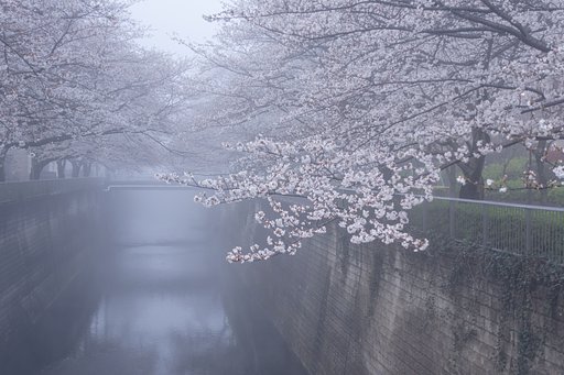 霧の朝