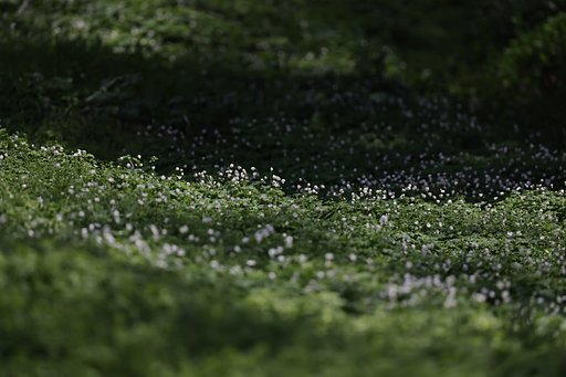 群生