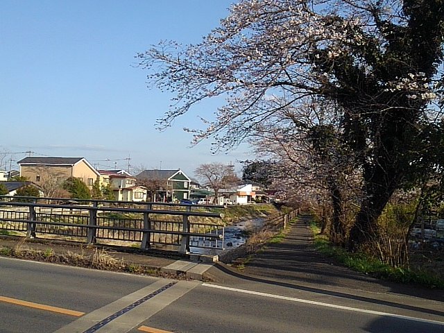 道路橋と桜のトンネル