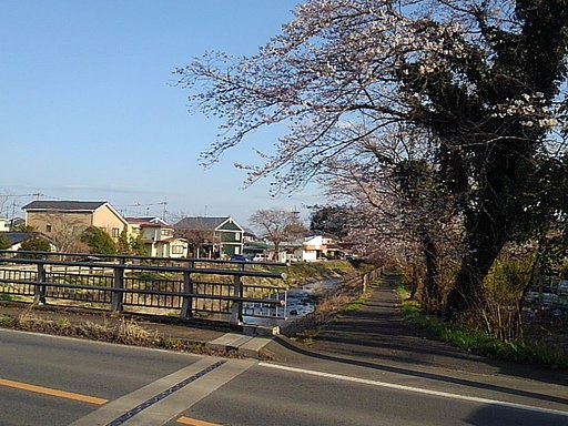 道路橋と桜のトンネル