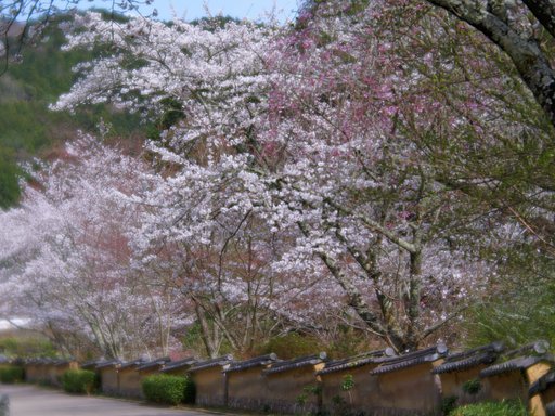 桜と土塀の春景色