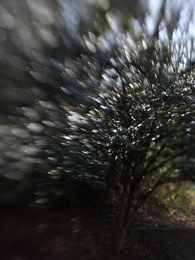 木漏れ日が