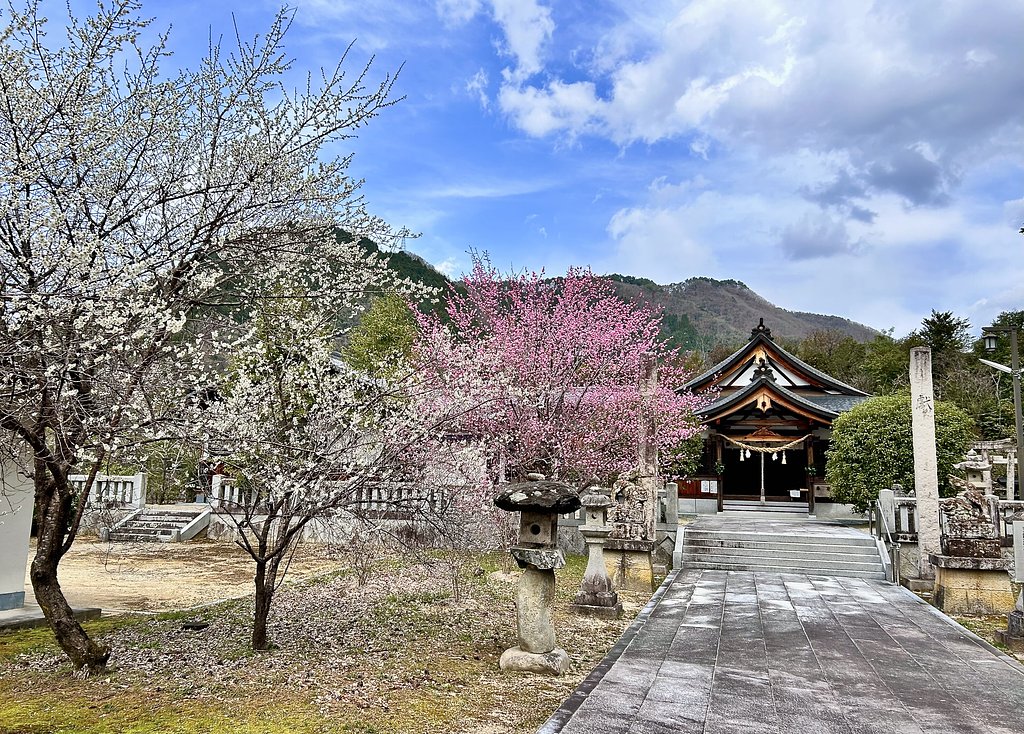 紅白の桜