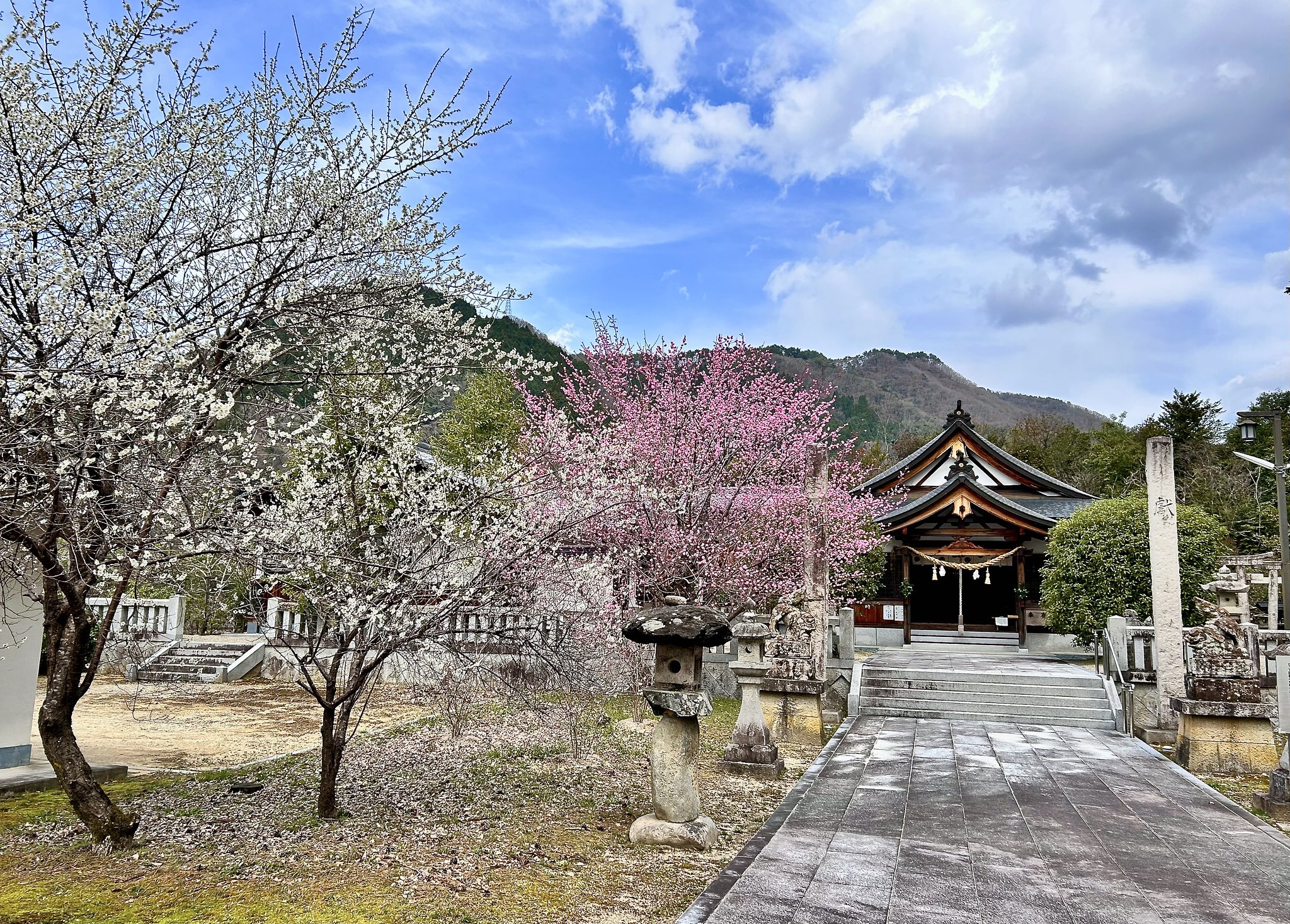 紅白の桜