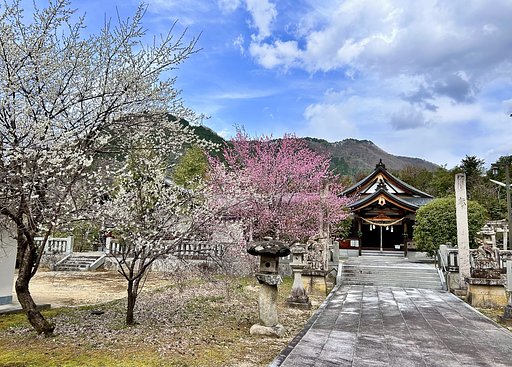 紅白の桜