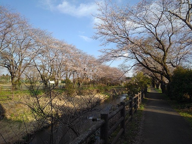 丸太風の柵もある春の川沿いの道