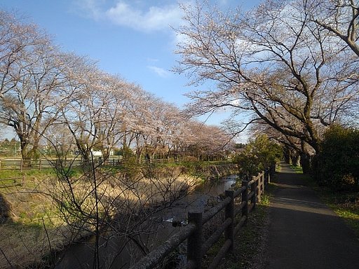 丸太風の柵もある春の川沿いの道