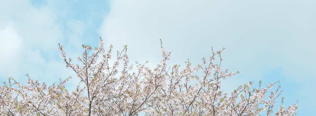葉桜