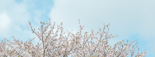 葉桜