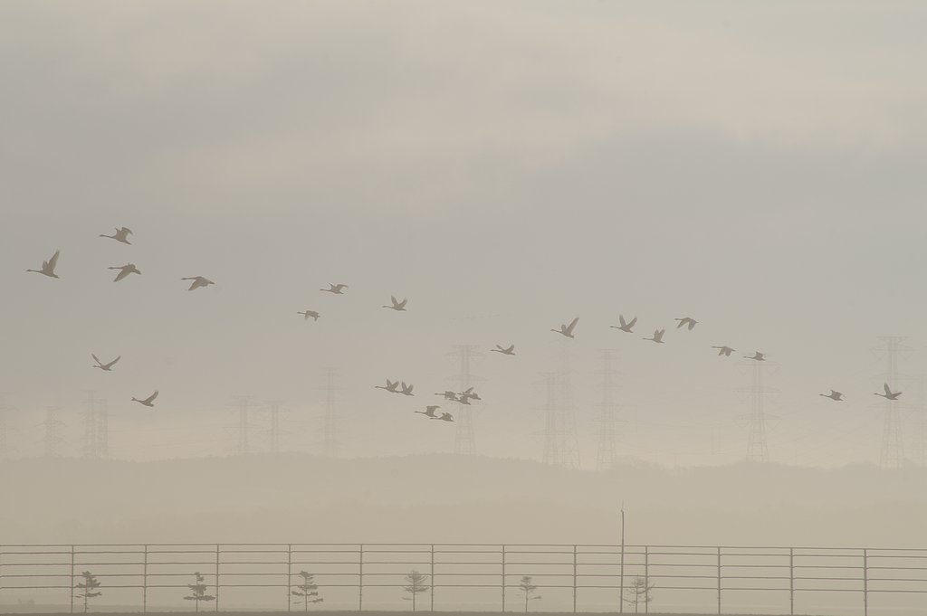 霧の朝