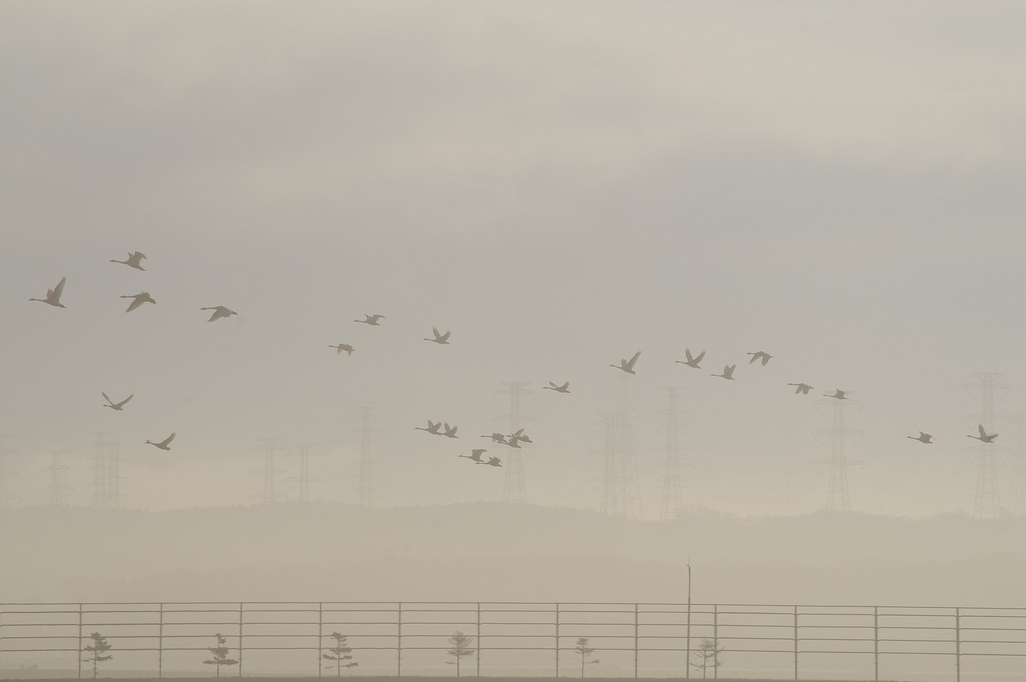 霧の朝