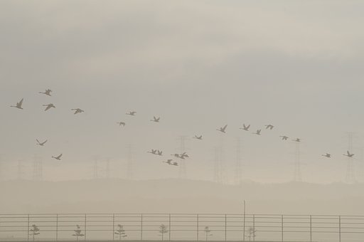 霧の朝