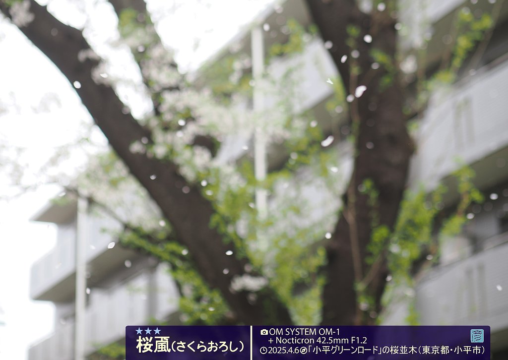 桜颪２