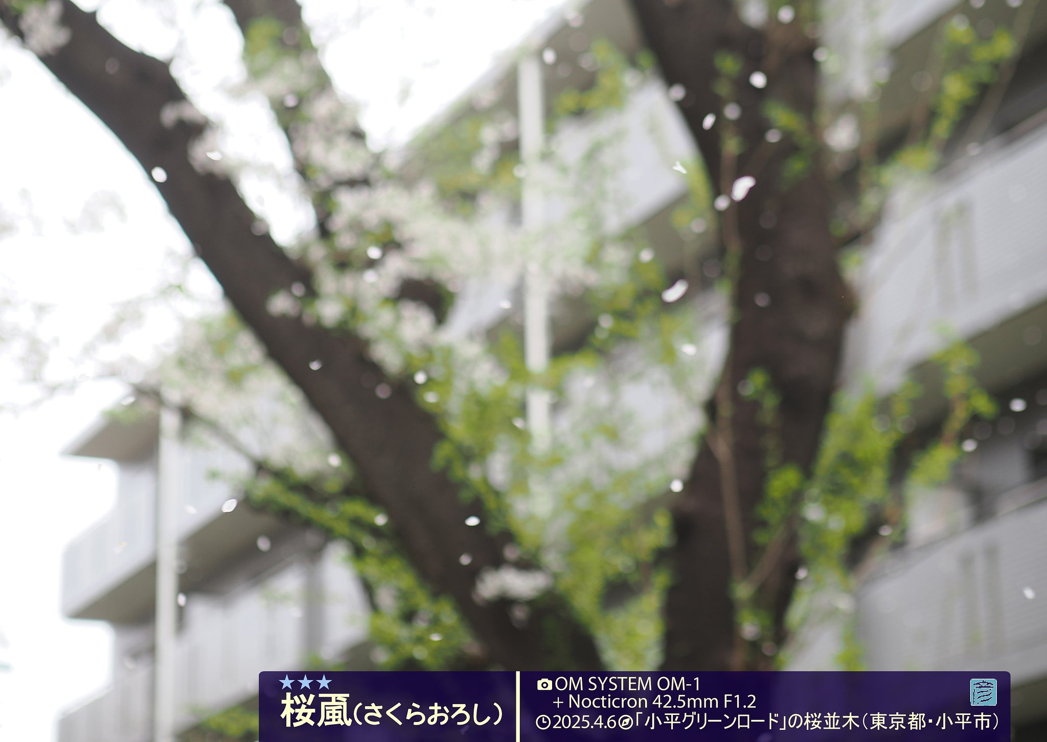 桜颪２