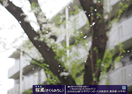 桜颪２