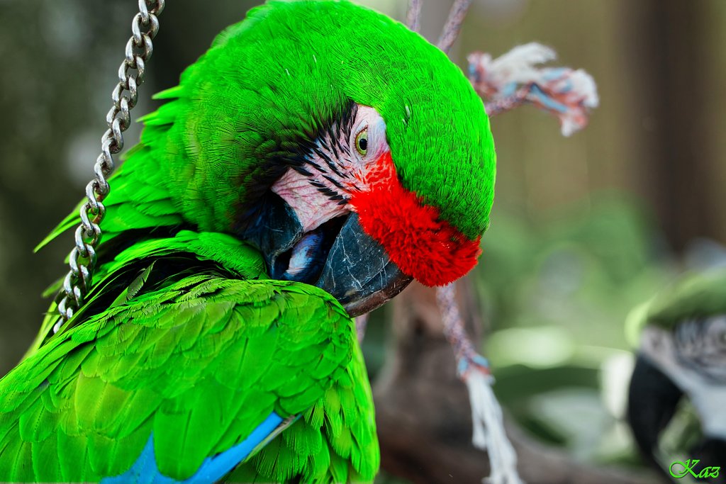 Blue-and-yellow Macaw 