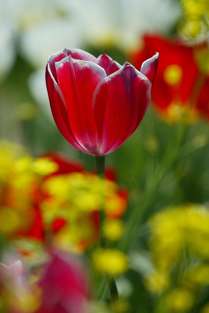 菜の花とチューリップ