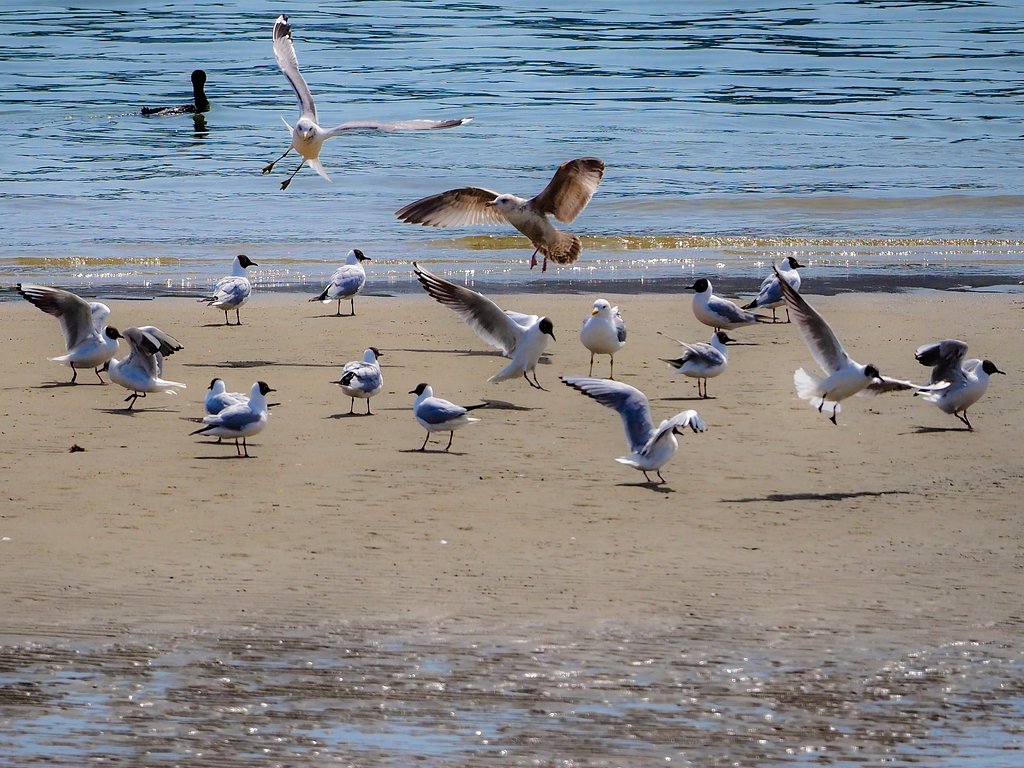 海辺で水鳥を撮りました