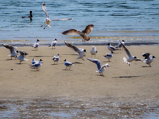 海辺で水鳥を撮りました