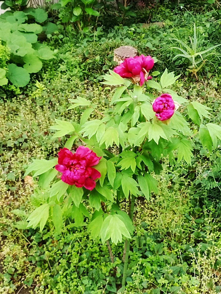 百花の女王