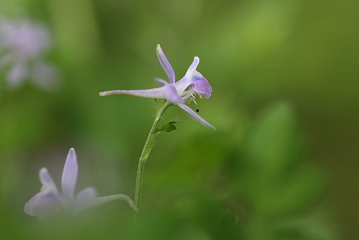 芹葉飛燕草/フライング・ドラゴン