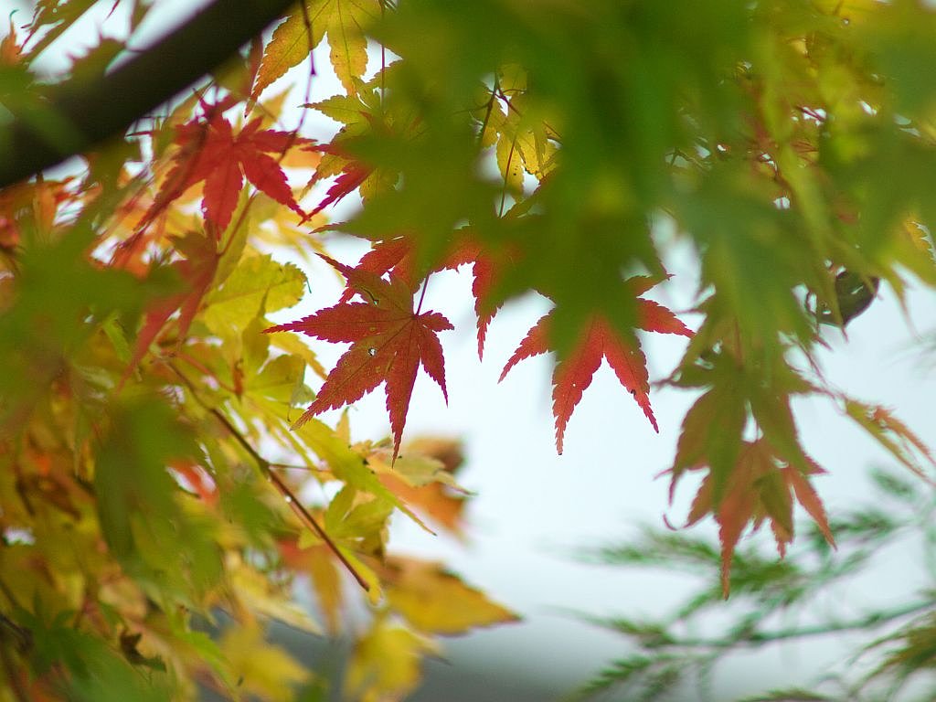 少し色付いてきましたね。