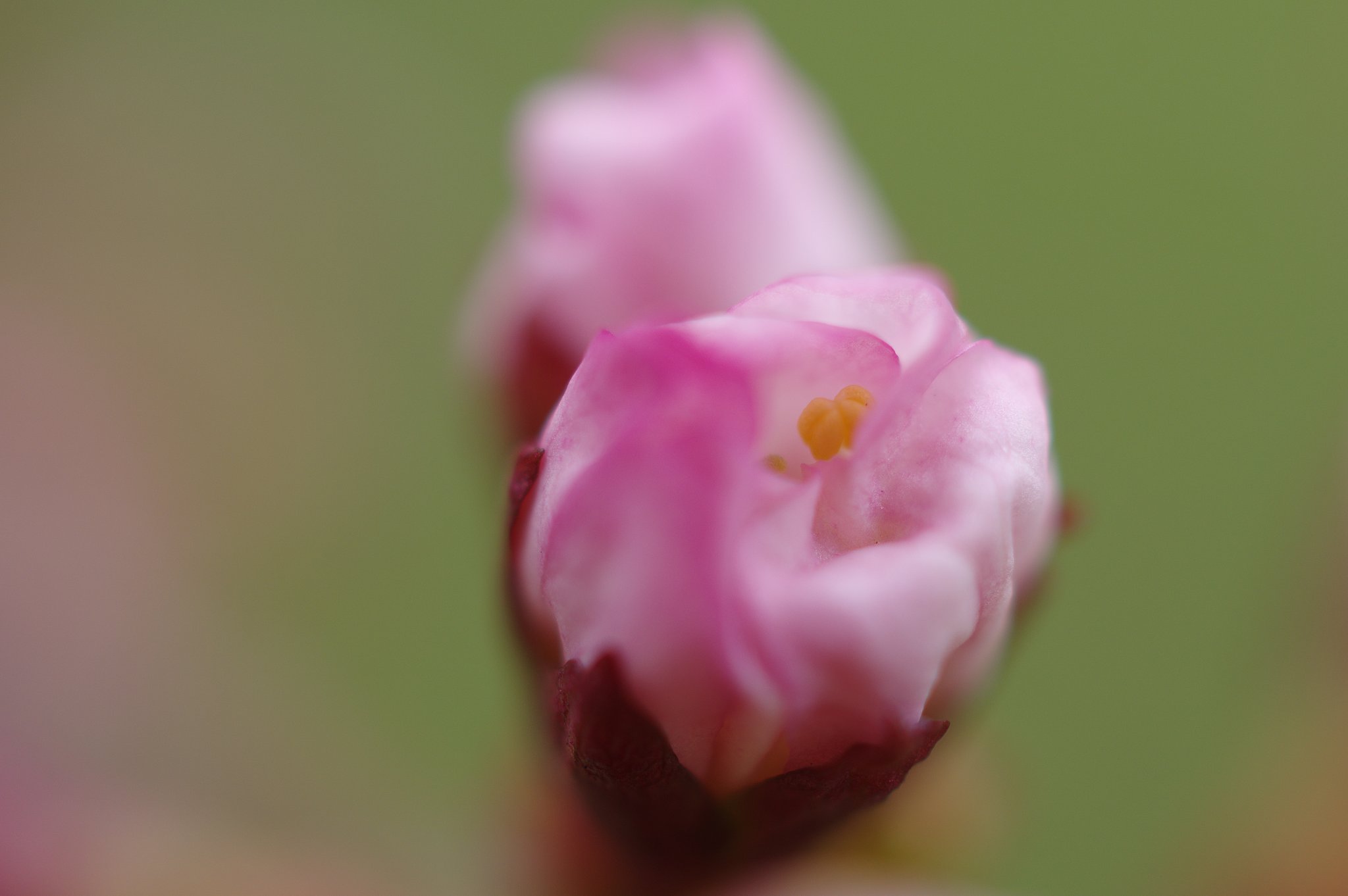蕾の中