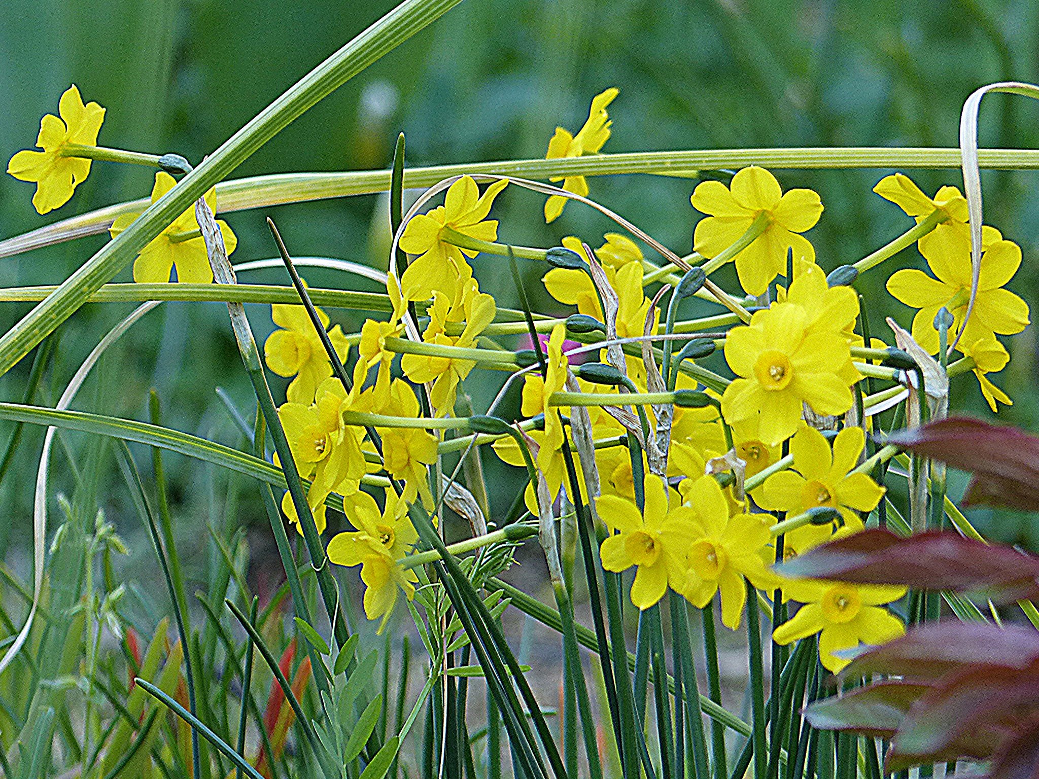 花が小さいスイセン