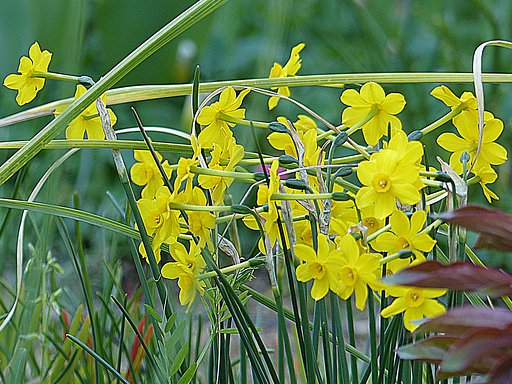 花が小さいスイセン